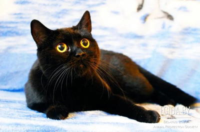 Черная кошка Фанни в дар, ищет дом! Метис