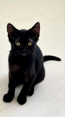 Котенок черный в дар!