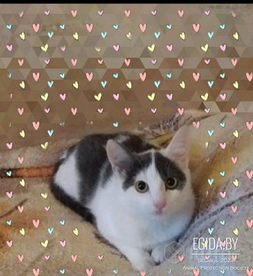 Очаровательная кошечка котенок Люси в дар добрым сердцам!
