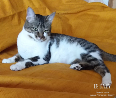 Очаровательная полосатая кошечка котенок Тигруша в дар добрым сердцам!