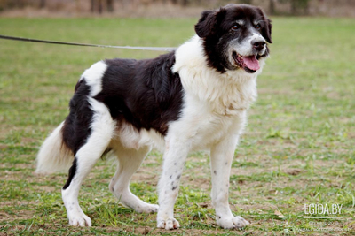 Клаус