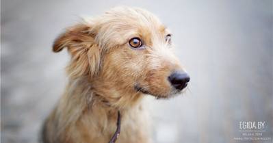 Рута - первая наша собака в 2014 году! Просим помощи найти для неё дом и хозяина!