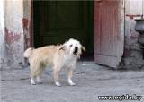 Законодатели разрешили бразильским собакам лаять