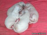 Искусственное кормление новорожденных щенков