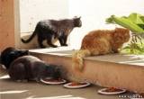 Особенности пищевых потребностей кошек