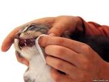 Hужно ли чистить кошке зубы?