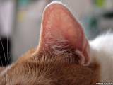 Кошачий слух