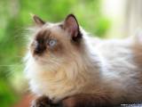 Гималайский ген и гималайский окрас у кошек