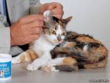 Как чистить кошке уши