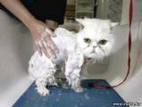 Мытье выставочных кошек - профессиональный подход