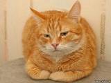 Ожирение печени у кошек