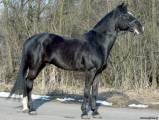 Русская рысистая лошадь