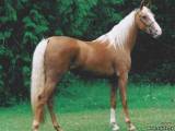 Американская верховая лошадь (сэдлбред)