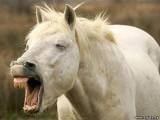 Как справиться с агрессией лошади