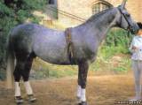 Венгерская теплокровная лошадь