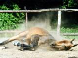 Клинический случай лечения лошади с закрытым переломом плюсны