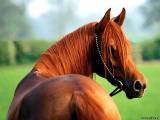 Лучший способ борьбы с простудными заболеваниями у лошадей - их профилактика
