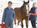 Ветеринарные мероприятия при содержании лошадей