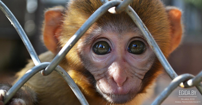 В Бобруйске открылась очередная зоотюрьма «Мир обезьян»