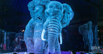 Немецкий цирк использует голограммы вместо реальных животных