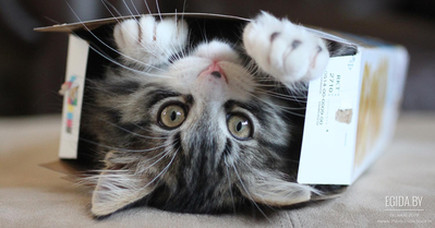 Почему кошки любят картонные коробки