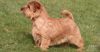 Норфолк терьер (Norfolk Terrier)