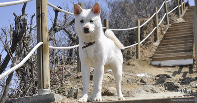 Корейская собака хиндо (Corean jindo dog)