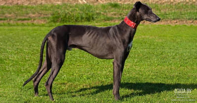 Испанский гальго (Spanish Greyhound)