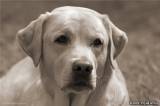 Первый Российский симпозиум по психологии собак: доклад Тюрид Ругос о сигналах примирения