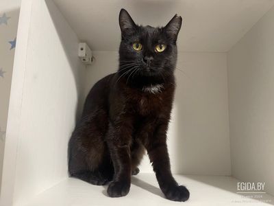 Черная кошечка котенок Агата ищет дом и любящую семью!