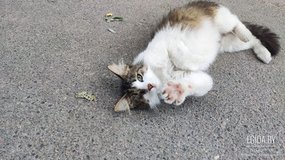 Молодой котенок, с поврежденным глазом, Малиновка