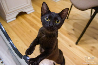 Чёрная кошечка котенок Фелиция в дар добрым сердцам