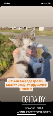 Котенок ищет дом