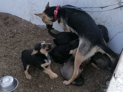 Щеночки в дар. Ждут вас.