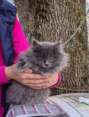 Котенок 3 месяца в дар