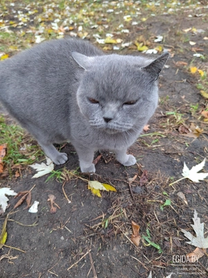 Найдена кошка-британка, с котенком