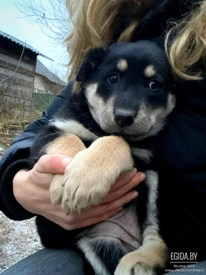 Щенки медвежата в дар