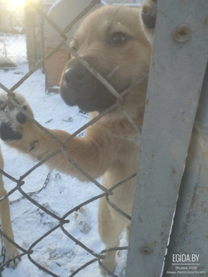 Симбу могут вывезти в любой момент