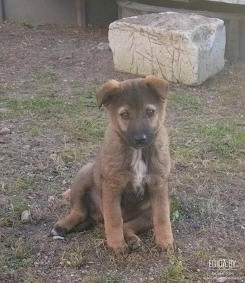 Сос, Щенок в дар, живет без укрытия