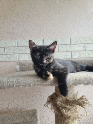 котята в дар