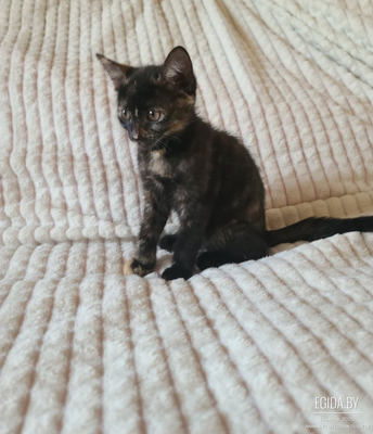 котята в дар