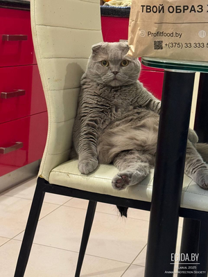 Отдам Шотландского вислоухого котика доброй Душе