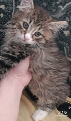 Котенок в дар