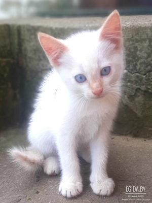Котенок в добрые руки