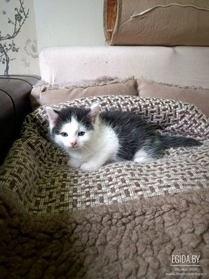 Котёнок мальчик в добрые руки