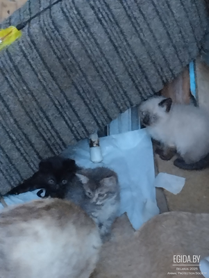 Котята 1,5 месяца. Отдадим в хорошие руки