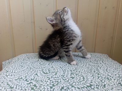 Игривые котята ищут дом ✨