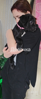 Щенки Кане Корсо