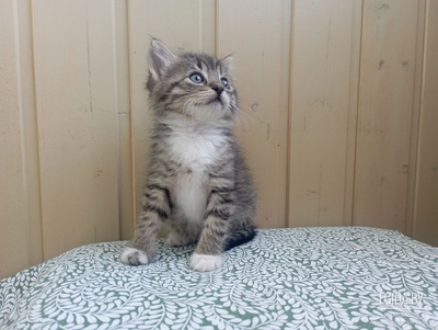 Игривые котята ищут дом ✨