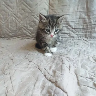 Котята 2 мес.